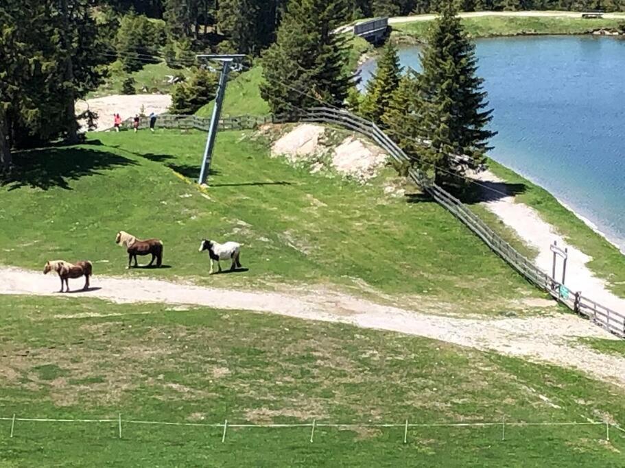 Sonniges Apartment In Seefeld 蒂罗尔-泽费尔德 外观 照片